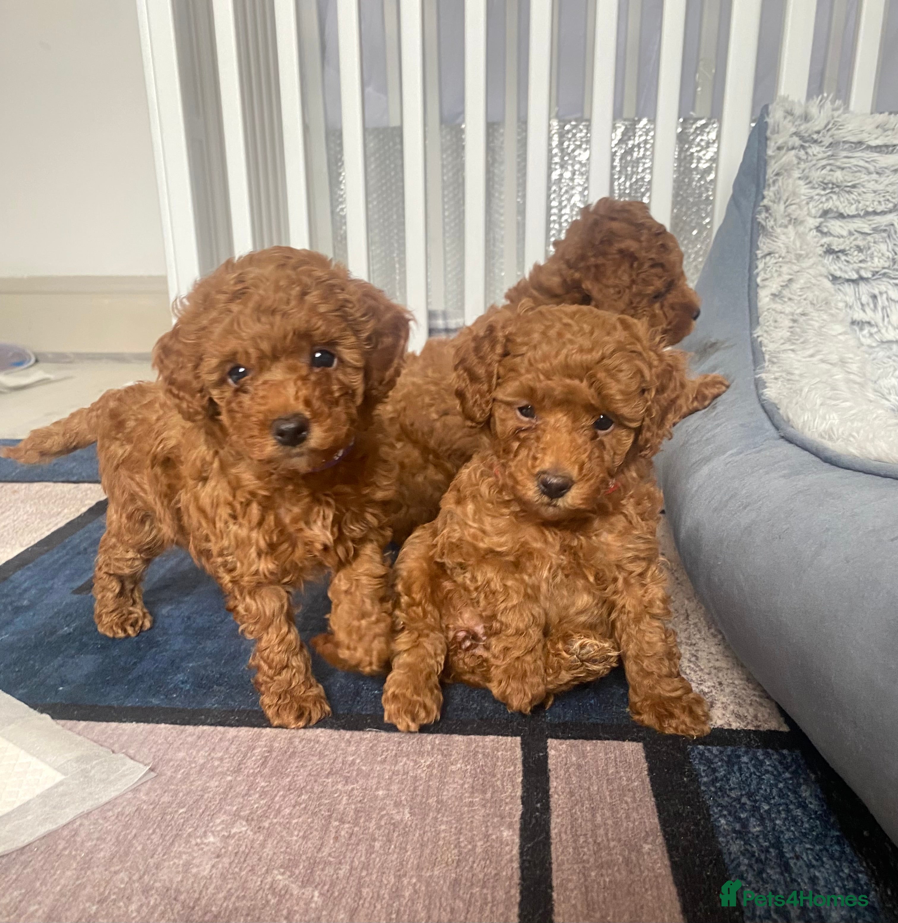 Toy Poodle dogs Red Toy Poodle 1 GIRL LEFT - Advert 12