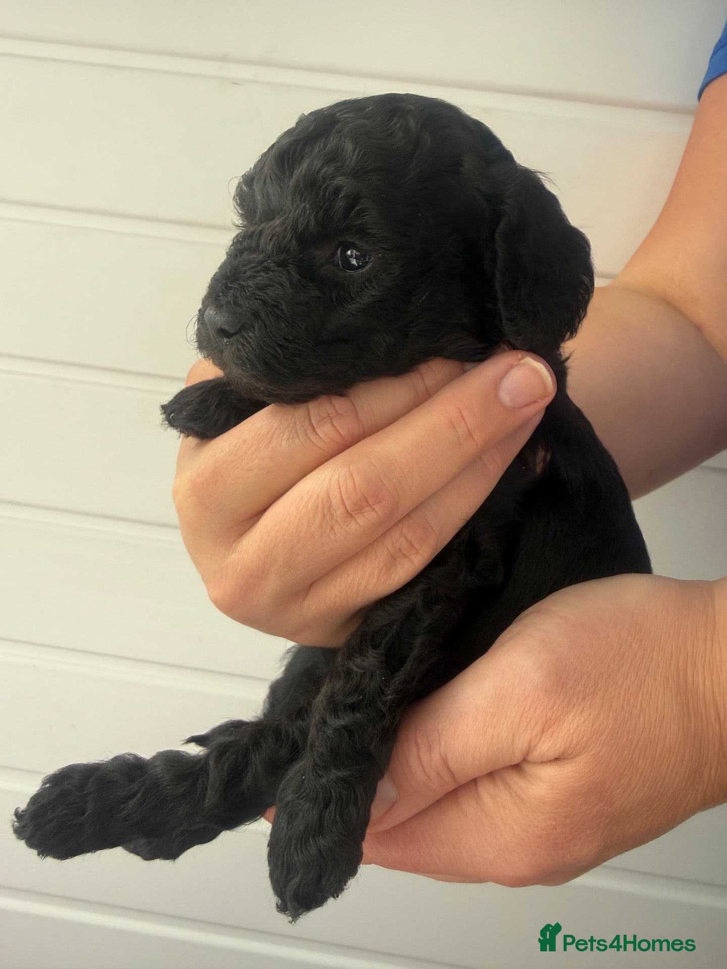 Cockapoo dogs FINAL PUP! £900 Stunning F1B Cockapoos - Advert 21