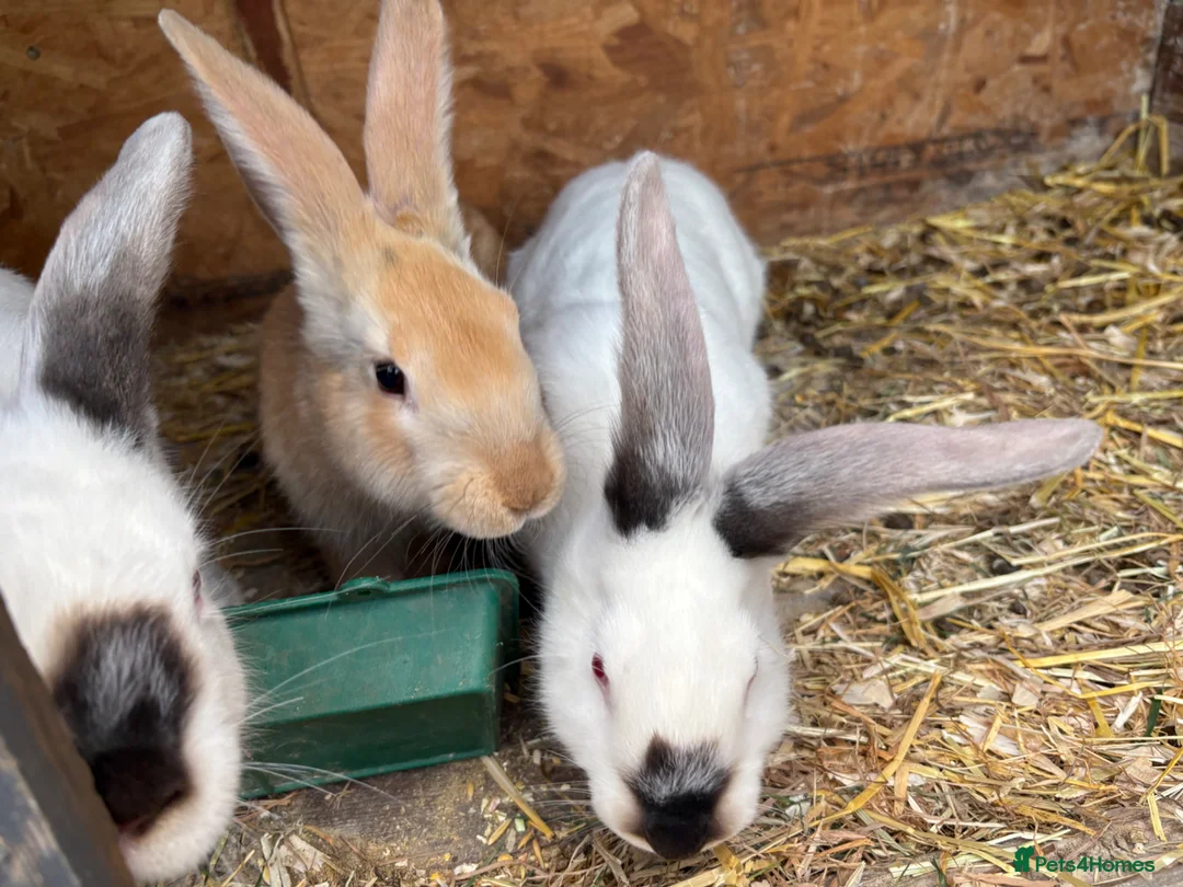 Mixed Breed rabbits for sale:  Boys and girls newzealand rabbits - Advert 2