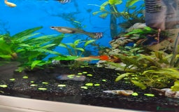 Plecos fish for sale: Shortfin/longfin brown bristlenose plecs guppy  - Image 5