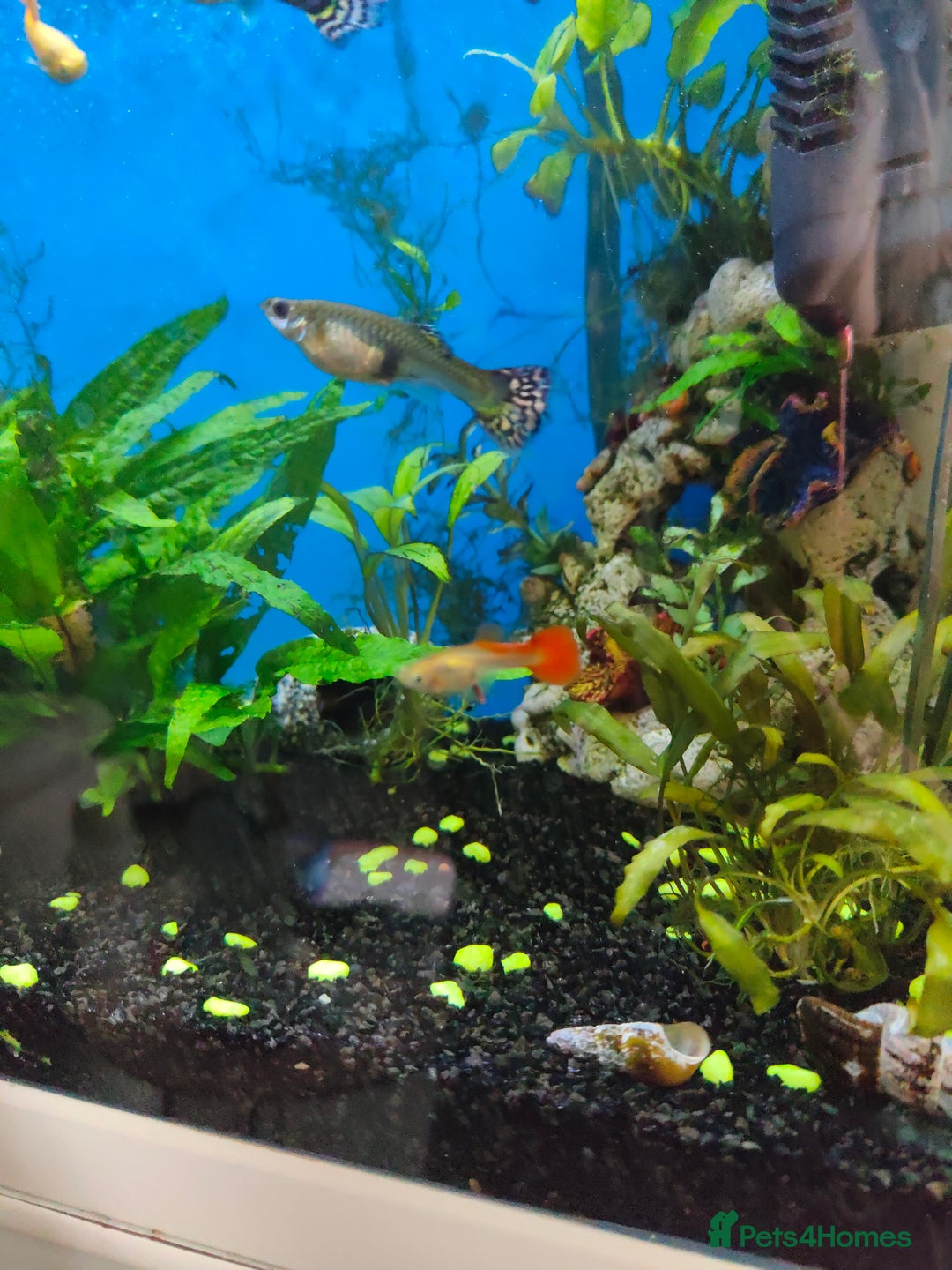 Plecos fish for sale: Shortfin/longfin brown bristlenose plecs guppy  - Image 5