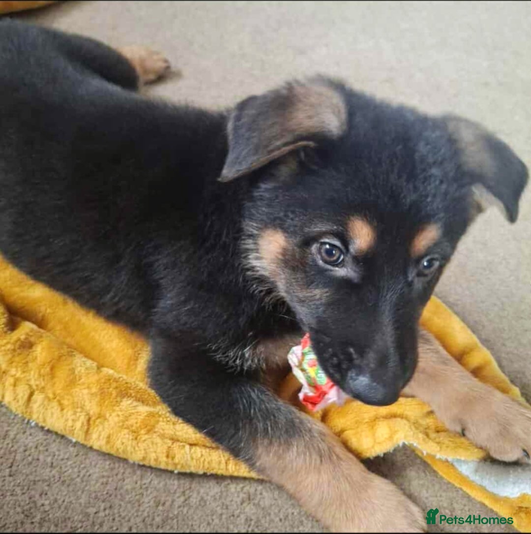 German Shepherd dogs for sale: BEAUTIFUL GERMAN SHEPHERD PUPS READY NOW - Image 13