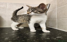 British Shorthair cats for sale: Female 9 week old kitten - Advert 2