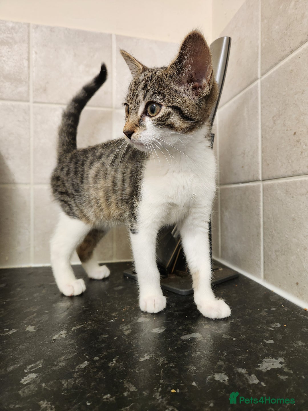 British Shorthair cats for sale: Female 9 week old kitten - Advert 2