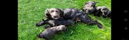 Cockapoo dogs for sale: Cockapoo pups - Advert 1
