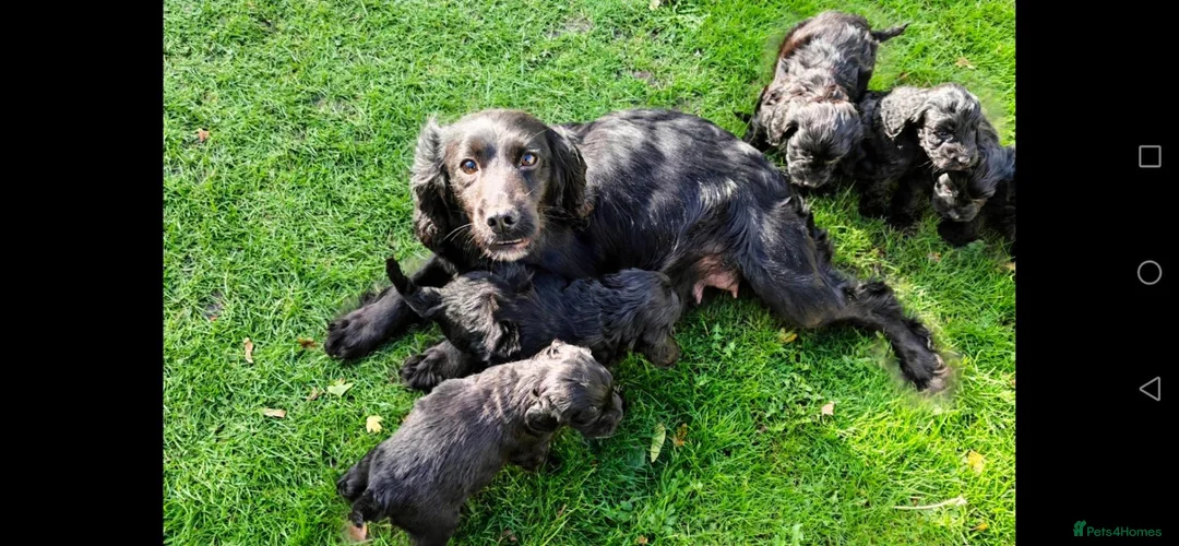 Cockapoo dogs for sale: Cockapoo pups - Advert 1