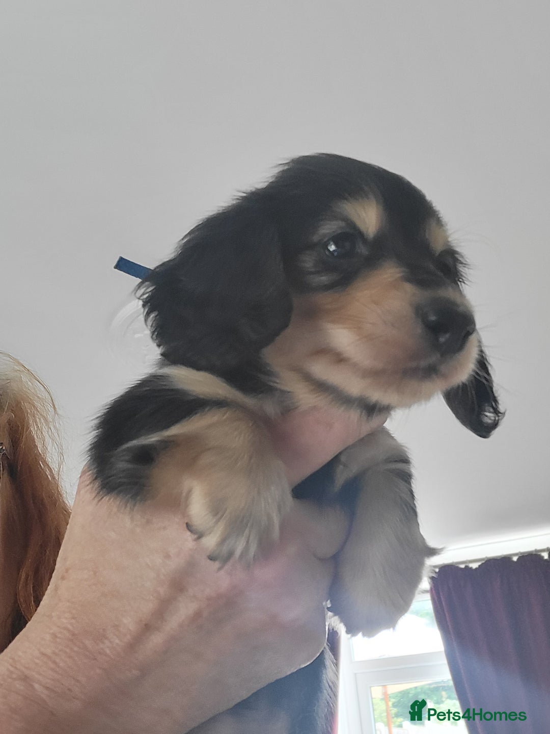 Miniature Dachshund dogs for sale: KC Black and Cream  long haired  - Image 20