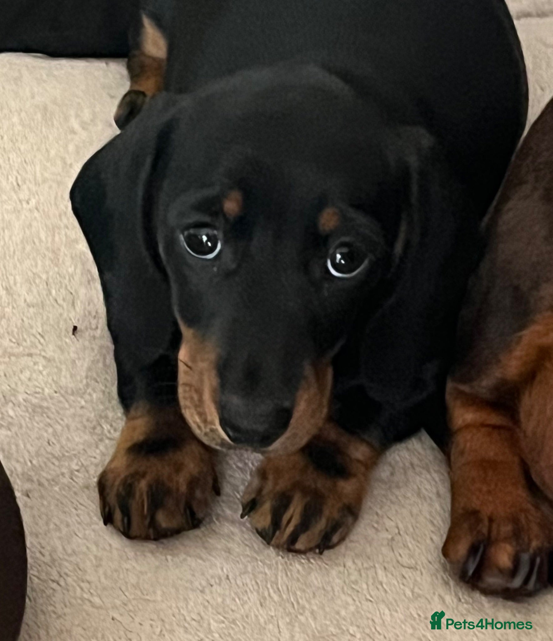 Miniature Dachshund dogs BEAUTIFUL MINI DACHSHUNDS  - Advert 1