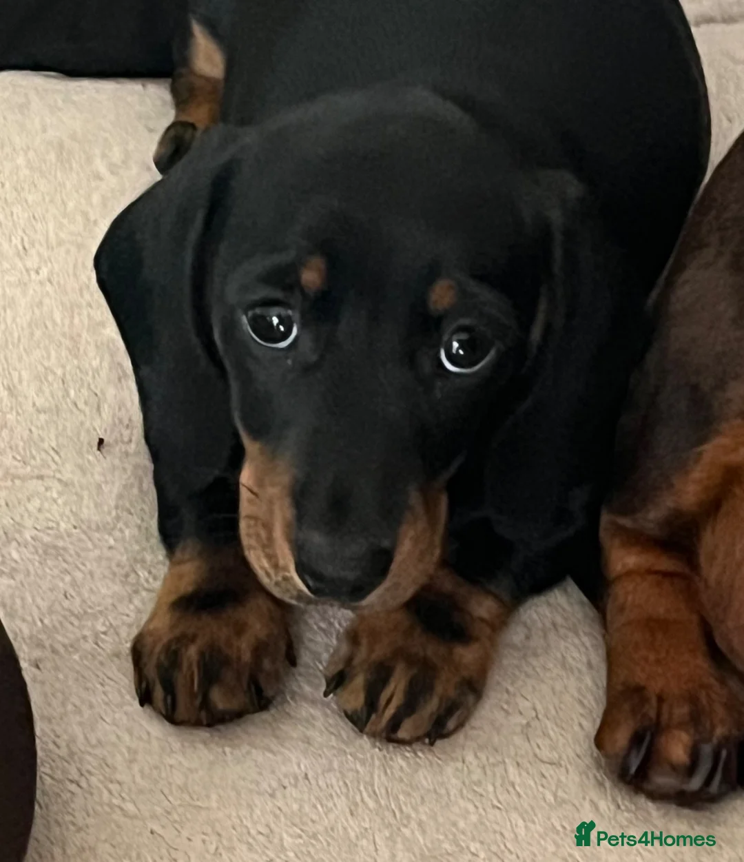 Miniature Dachshund dogs for sale: BEAUTIFUL MINI DACHSHUNDS  - Advert 1