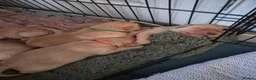 Labrador Retriever dogs for sale: Red fox labrador puppies  in Rotherham - Advert 4