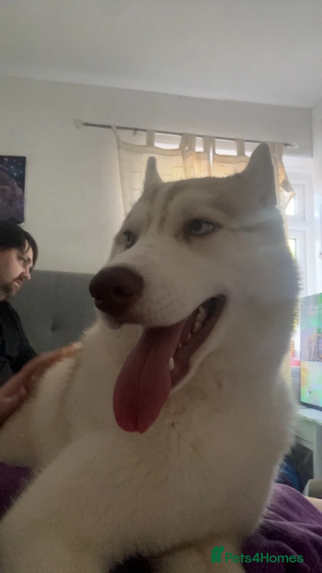 Siberian Husky dogs for sale: Husky  in Sutton-in-Ashfield - Advert 2