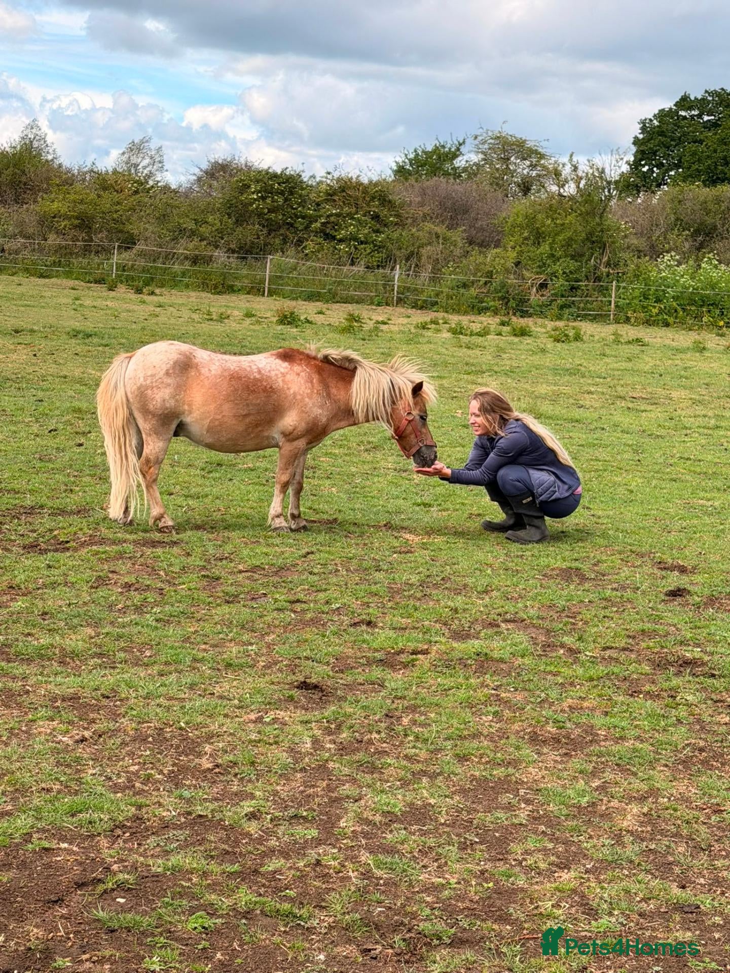 Shetland pony horses Shetland Pony - Advert 1