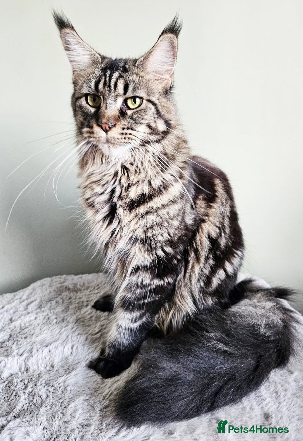Maine Coon cats Beautiful Maine Coon girl  - Advert 3