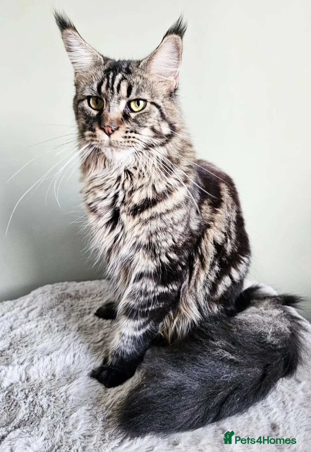 Maine Coon cats for sale: Beautiful Maine Coon girl  - Advert 1