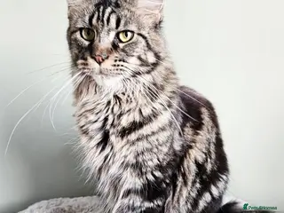 Maine Coon cats Beautiful Maine Coon girl - Advert 3