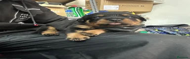 Rottweiler 1