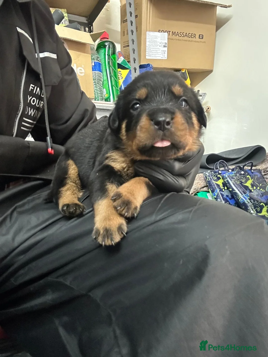 Rottweiler dogs for sale: Rottwiler puppies - Advert 19