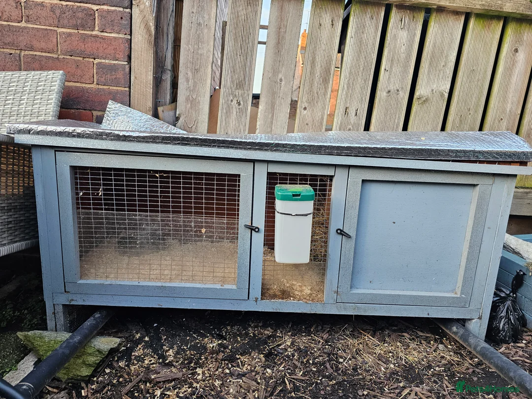 Guinea Pig rodents for sale: 2 Male Guinea Pigs in Rotherham - Advert 14