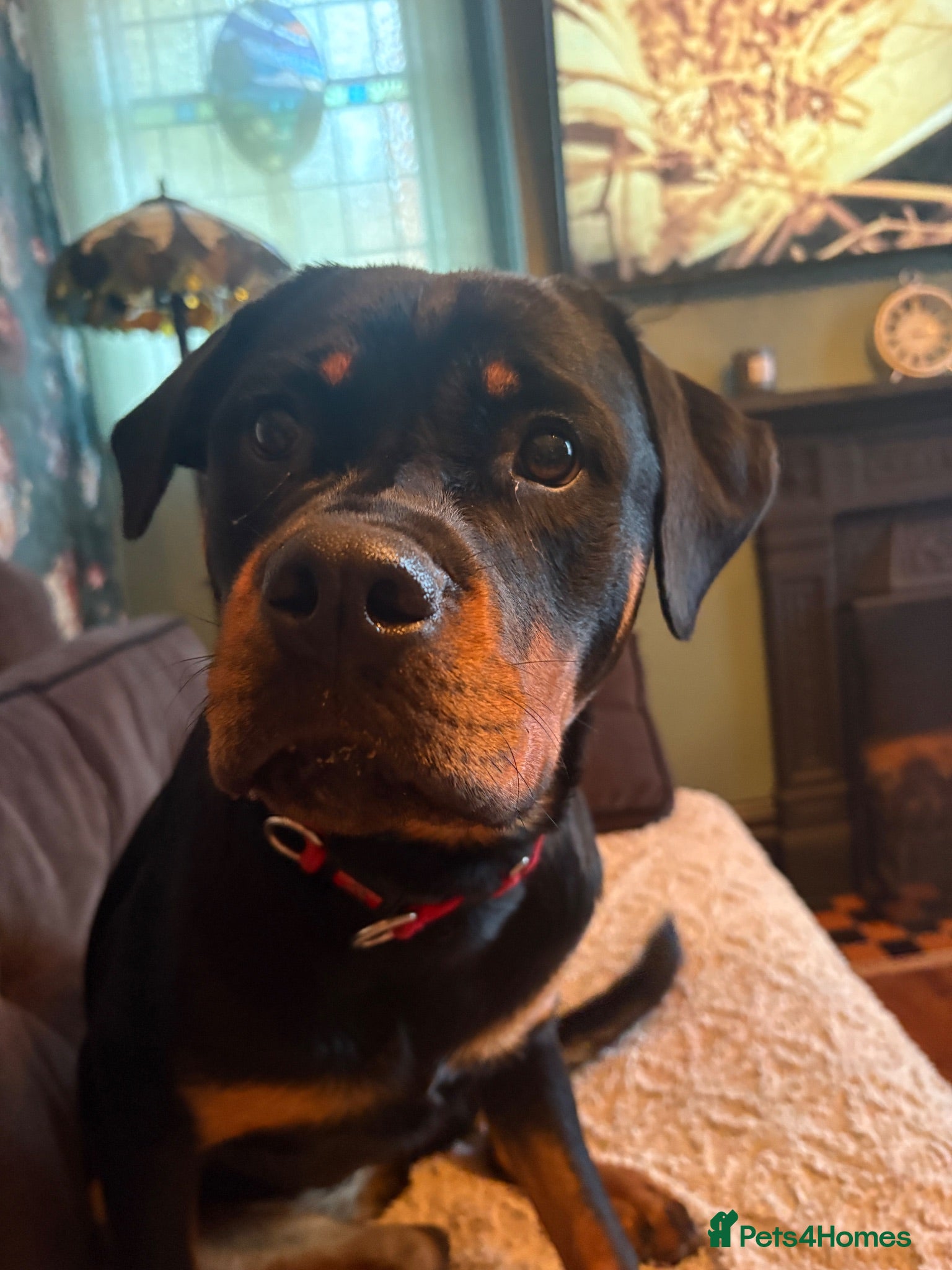 Rottweiler dogs Little piper - Advert 1