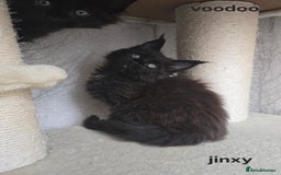 Maine Coon cats for sale: Maine Coon Kittens Polydactyl Russian line - Image 3