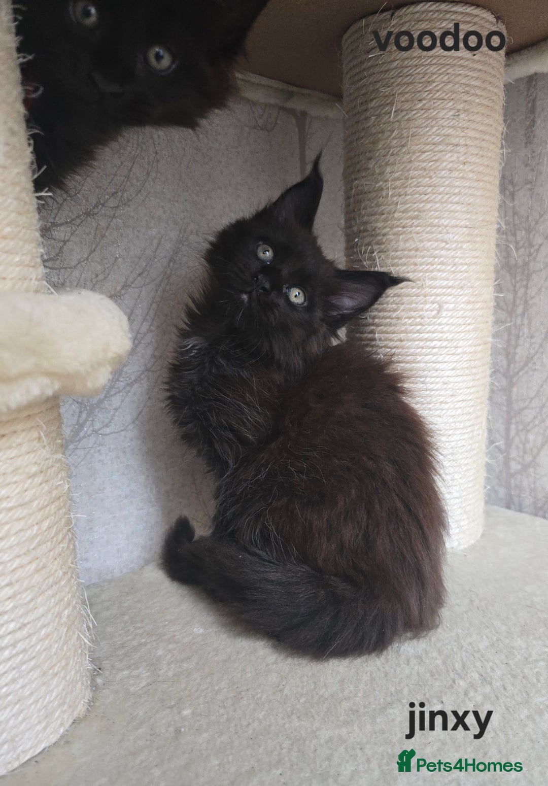 Maine Coon cats for sale: Maine Coon Kittens Polydactyl Russian line - Image 3