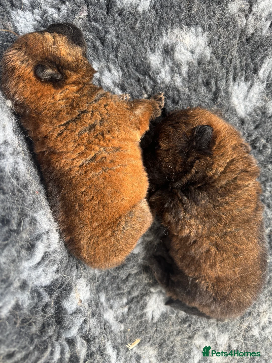 Chow Chow dogs for sale: Stunning Kc puppies  - Advert 4