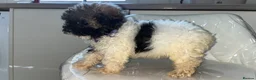 Shihpoo dogs for sale: Shih poo puppy  1 boy left - Advert 15