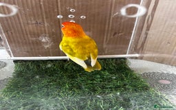 Lovebirds birds for sale: Beautiful Opline lovebirds in Birmingham - Image 17