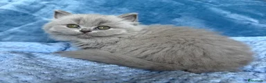 Owly Moon