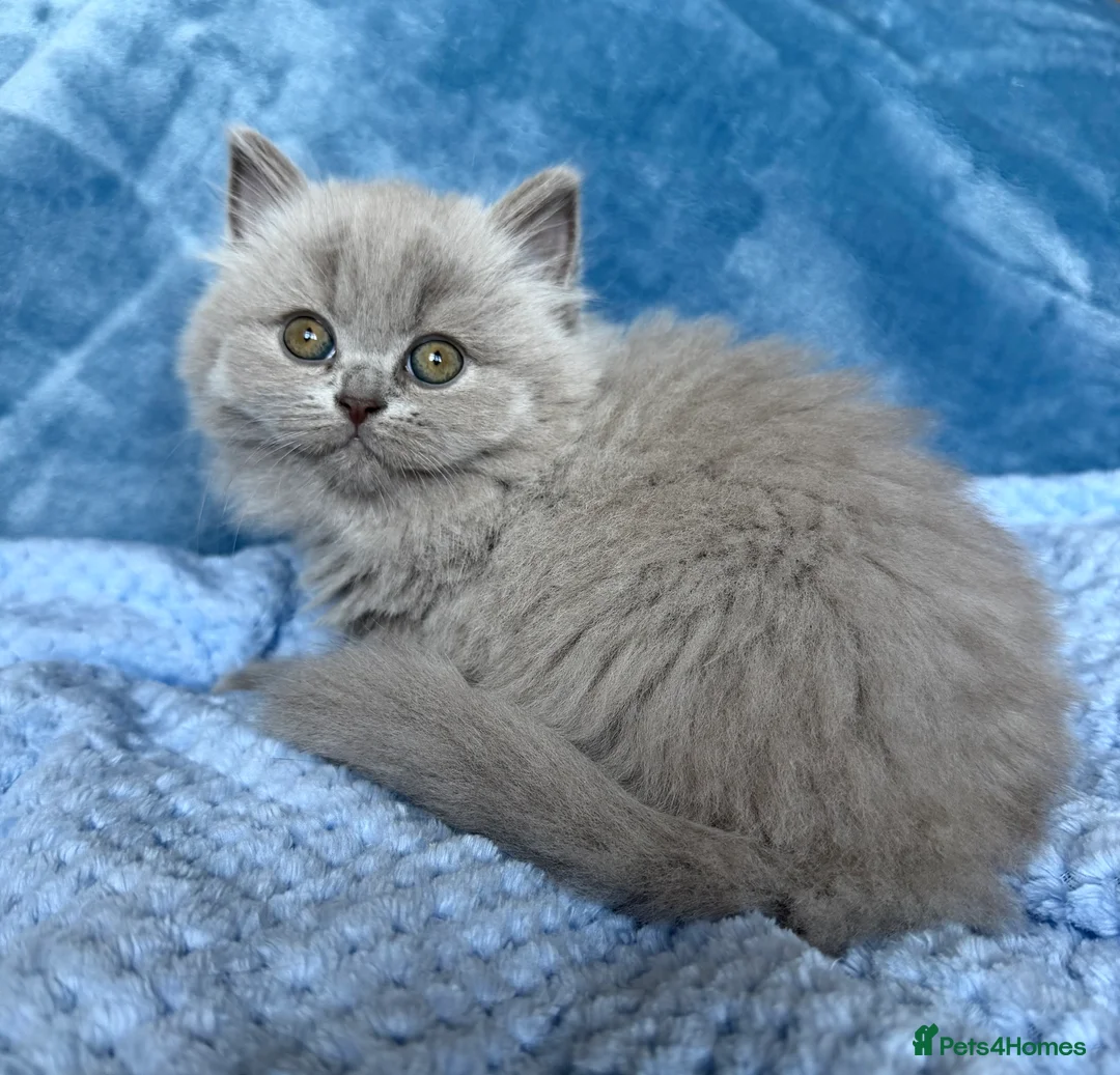 British Shorthair cats for sale: Beautiful BSH&BLH kittens Lilac&Blue - Advert 2