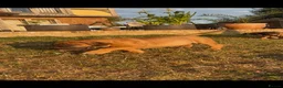 Boerboel dogs for sale: Dee Bradbury - Advert 12