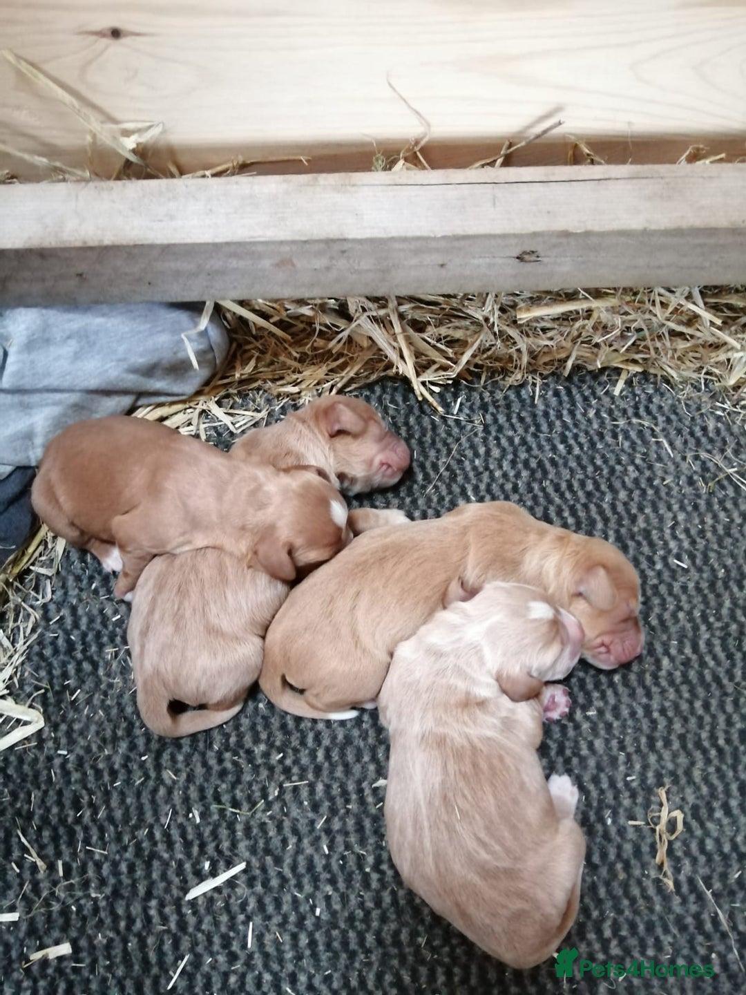 Cocker Spaniel dogs for stud: KC Working Cocker Spaniel Health Tested  - Advert 5