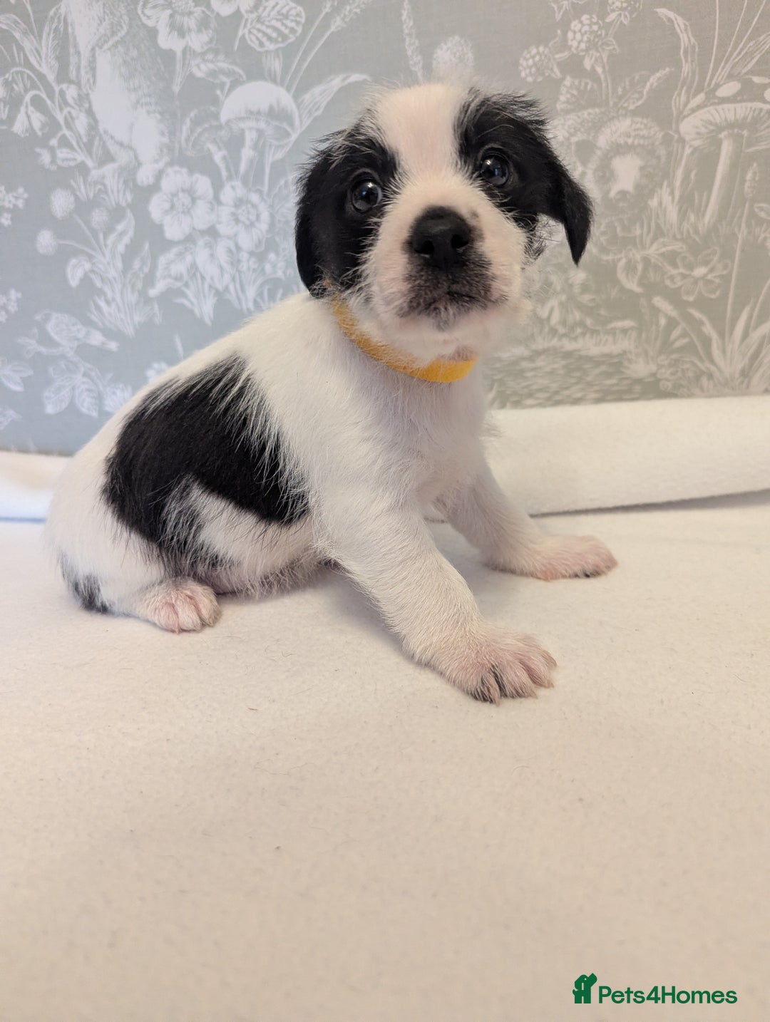 Jack Russell dogs for sale: Jack Russell puppies  - Advert 11