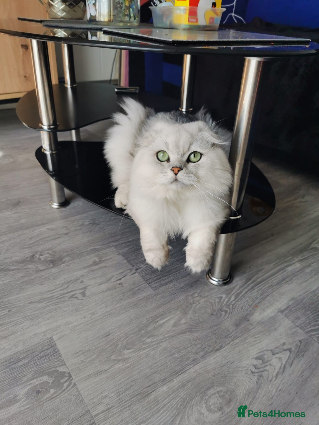 Scottish Fold cats for sale: Scottish Fold/Straight Kittens  - Image 8