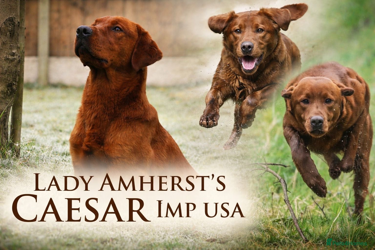 Labrador Retriever dogs KC Dark fox Red,Fully health tested,Proven stud in York - Advert 11