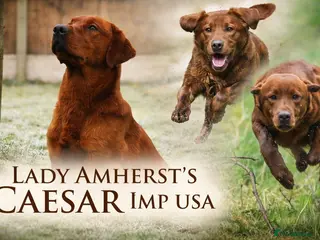 Labrador Retriever dogs KC Dark fox Red,Fully health tested,Proven stud in York - Advert 11