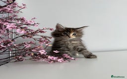 Maine Coon cats for sale: Stunning TICA Maine Coon girls - Image 4