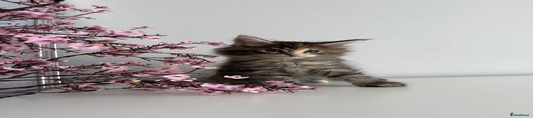 Maine Coon Kitten 2
