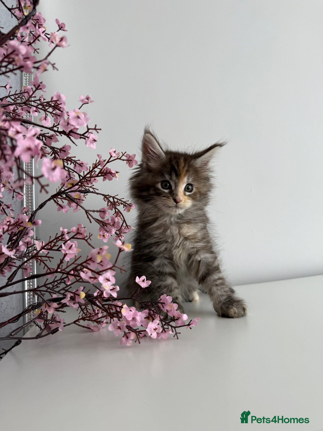 Maine Coon cats for sale: Stunning TICA Maine Coon girls - Image 4