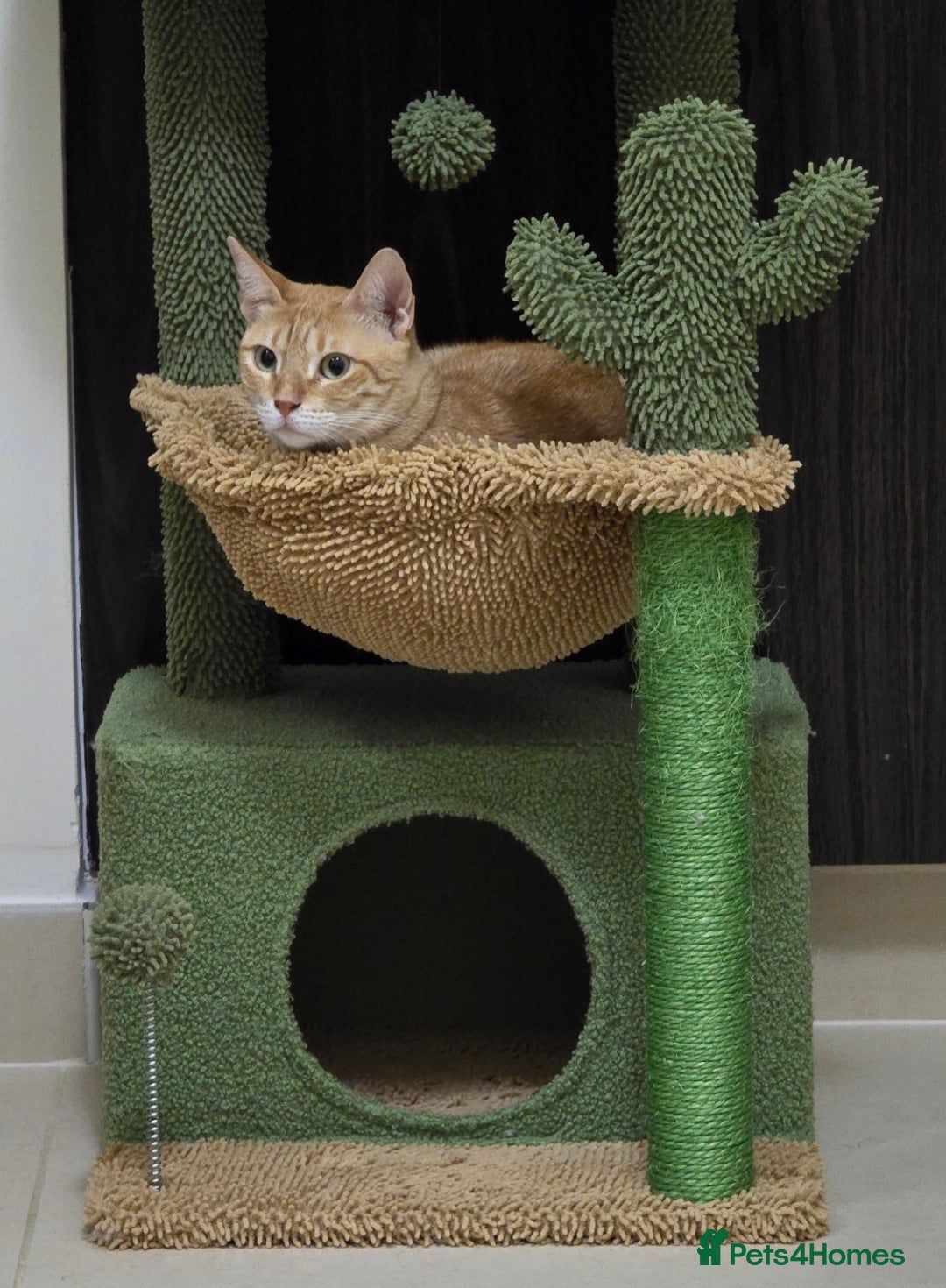 Mixed Breed cats for adoption: [Indoors Only] Ginger-Rose! A Lovely Chatty Queen in London - Image 5