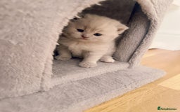 British Shorthair cats for sale: Adorable Purebred British Shorthair Kittens 🐾 - Image 3