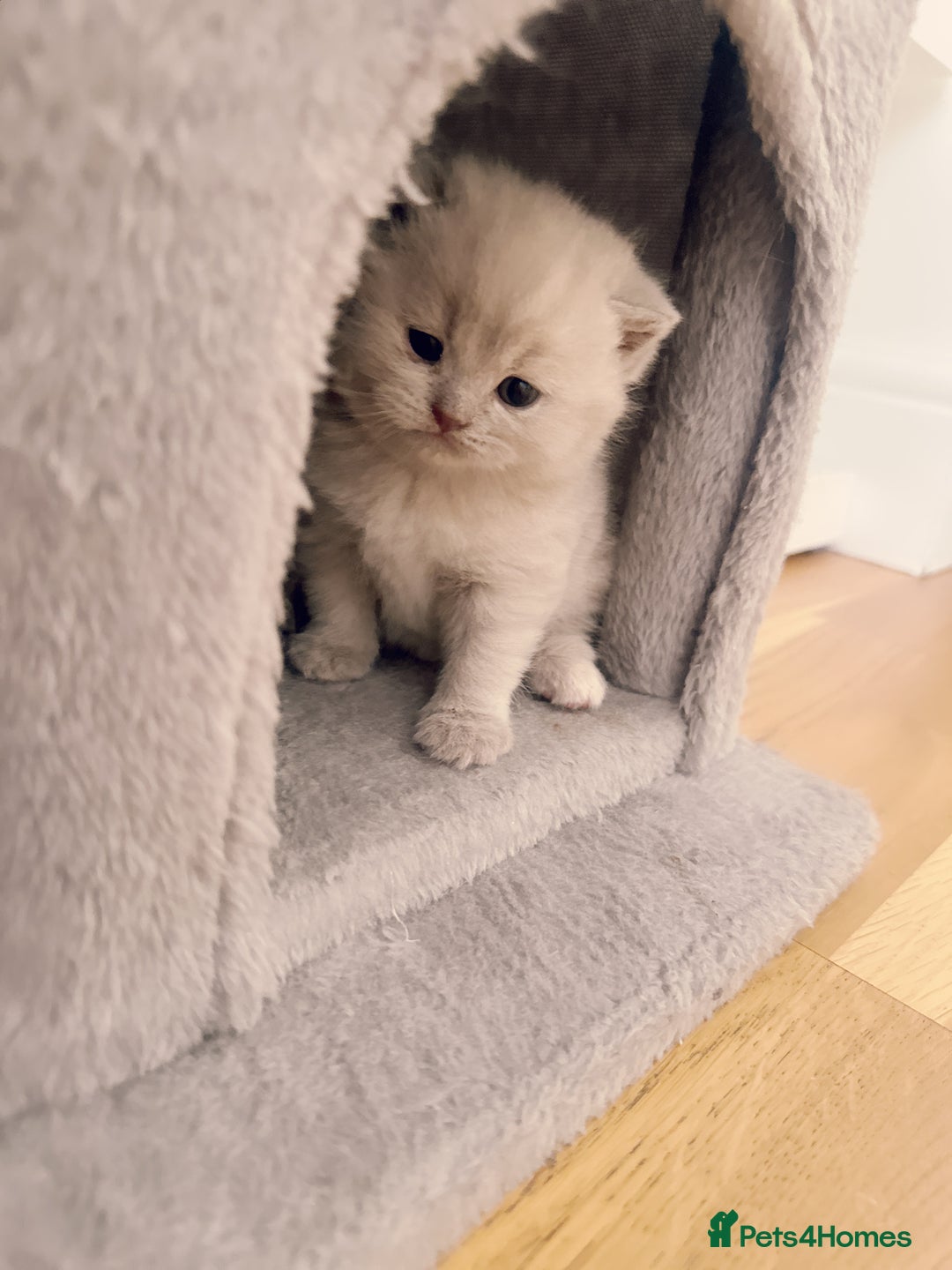 British Shorthair cats for sale: Adorable Purebred British Shorthair Kittens 🐾 - Image 3
