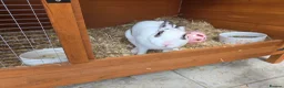Rex rabbits for sale: Gorgeous broken chocolate vm Mini Rex - Advert 7