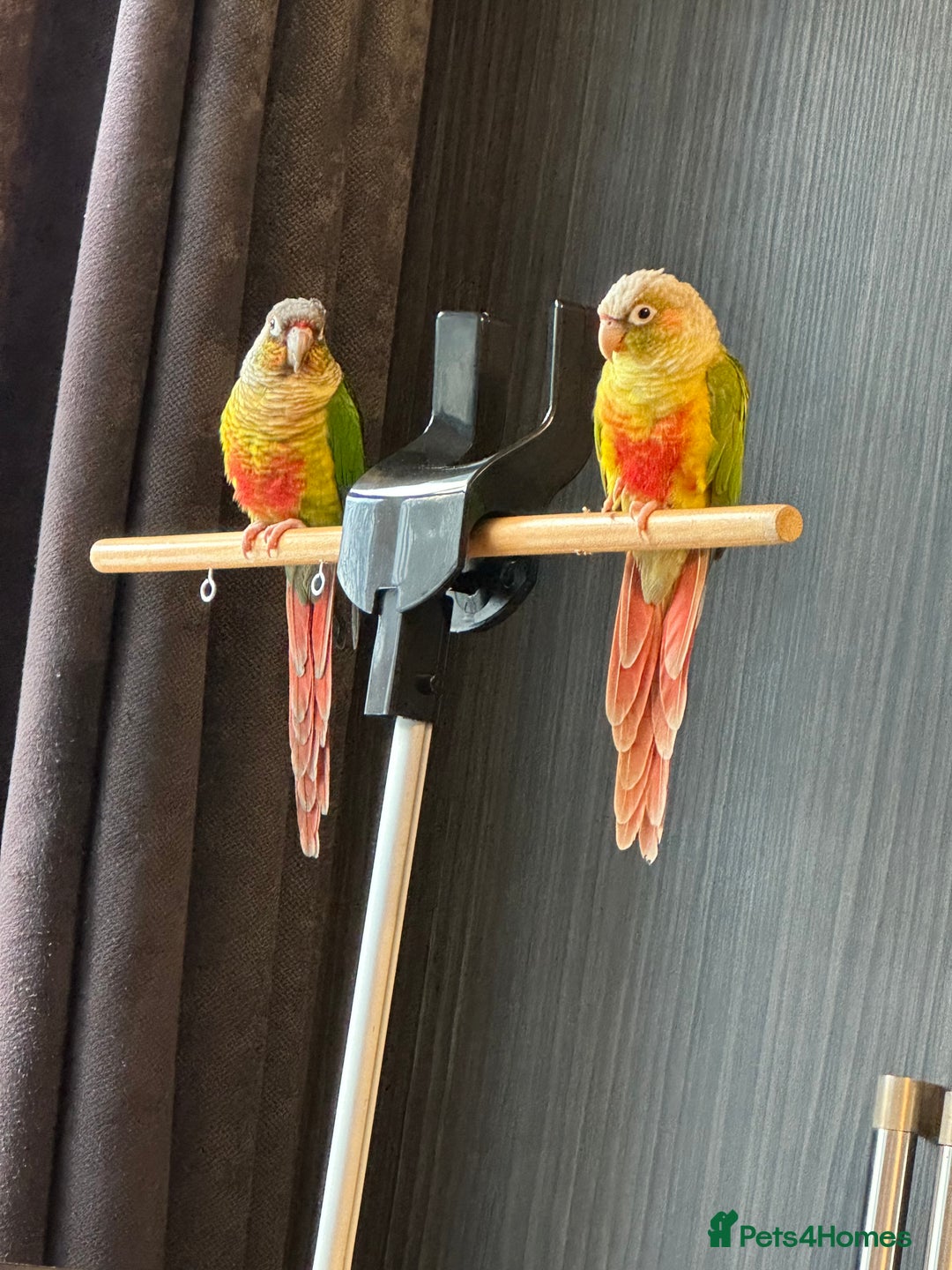 Conures birds for sale: Green Cheeked Conure  - Advert 5