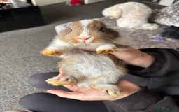 Mixed Breed rabbits for sale: Bunnies for sale  - Image 7