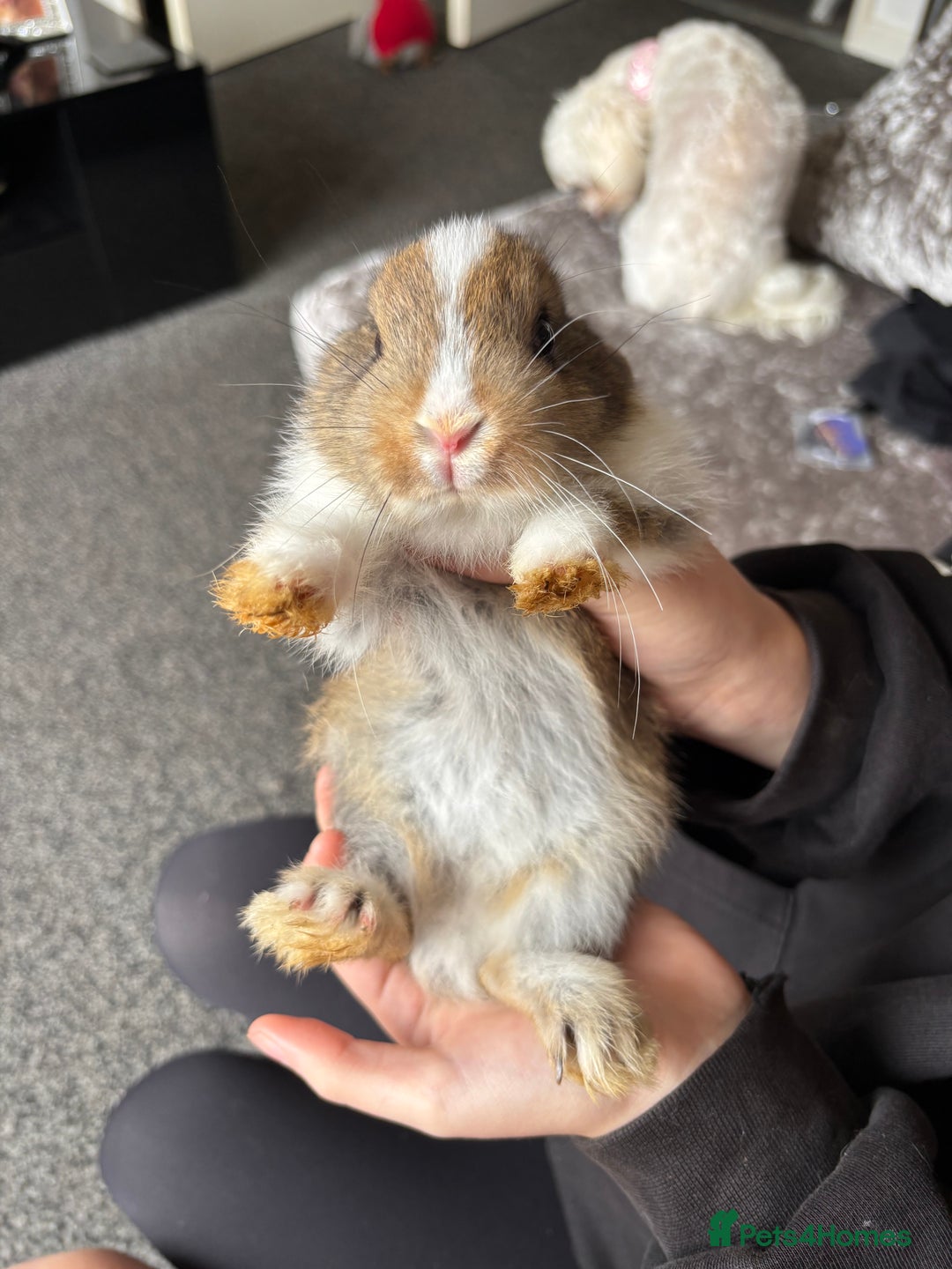 Mixed Breed rabbits for sale: Bunnies for sale  - Image 7