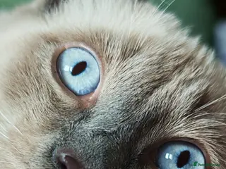 Mixed Breed cats RARE, Unique, Affectionate boys available! - Advert 4