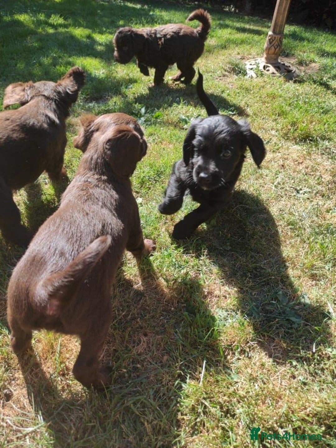 Mixed Breed dogs for sale: Very rare Black Cockerpoo and Chocolate puppies - Image 13