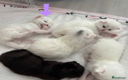 Ragdoll cats for sale: LAST KITTEN LEFT 🎀 - Image 2