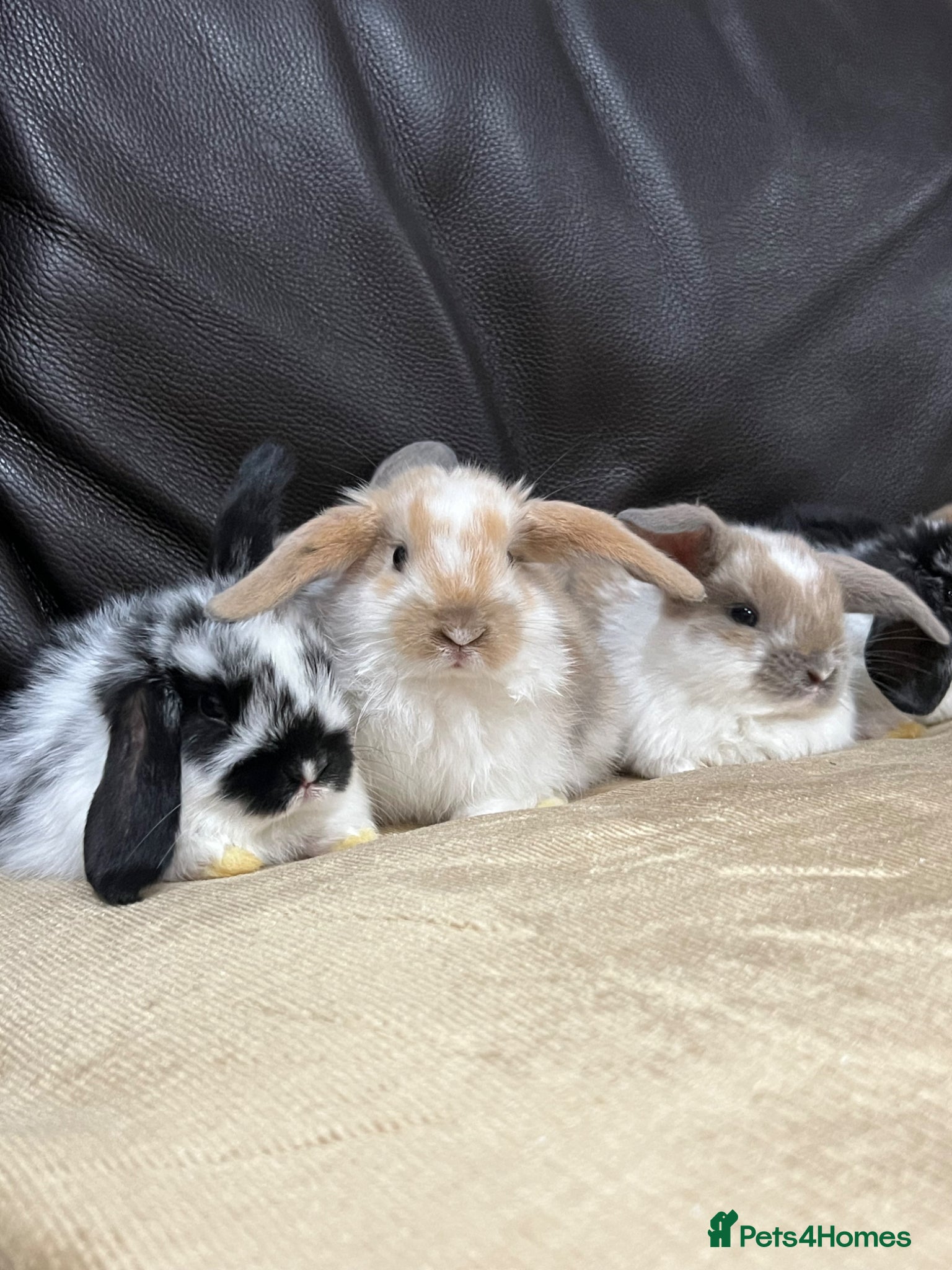 Mini Lop rabbits Mini lop - Advert 1